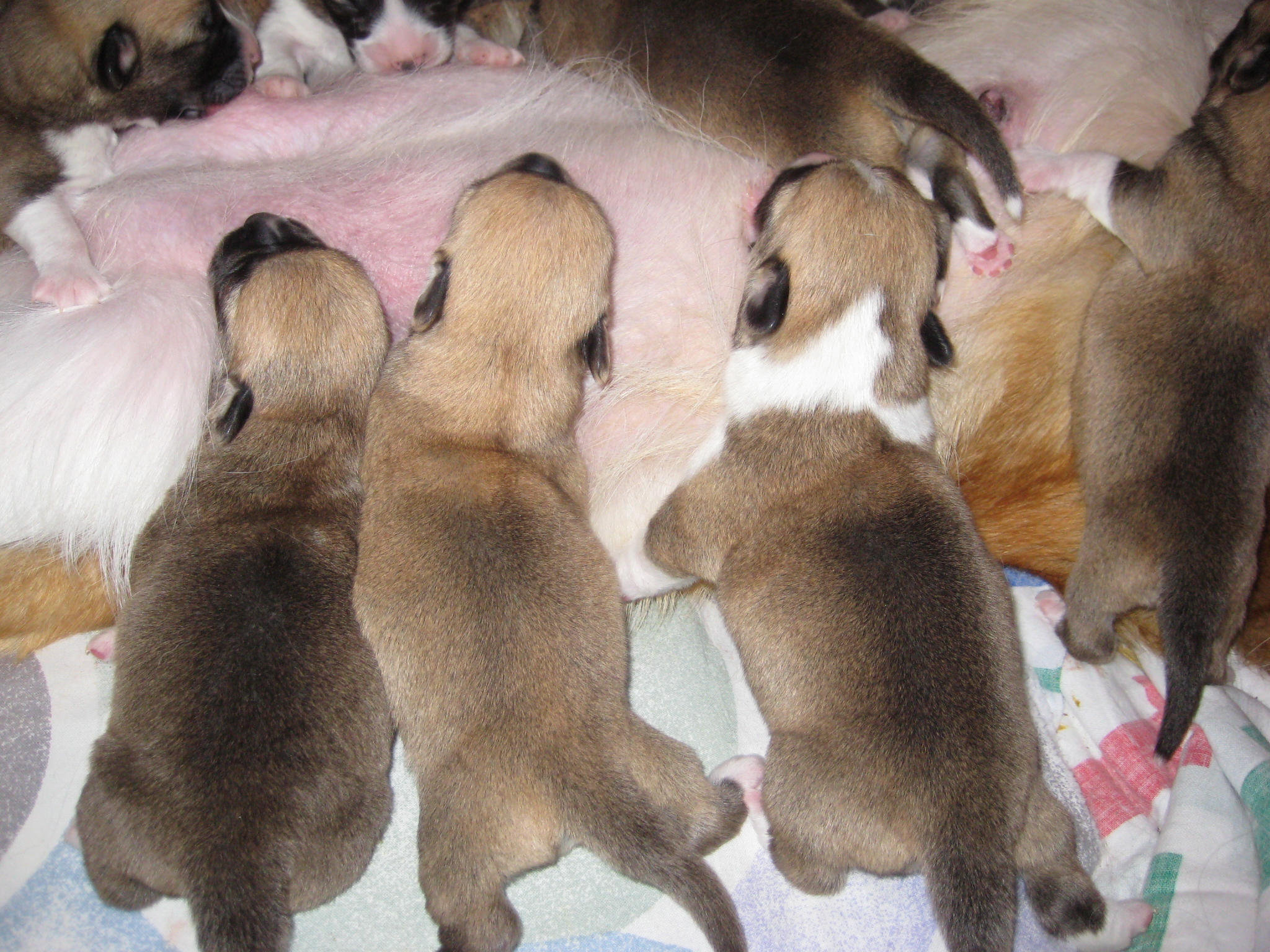 Pups